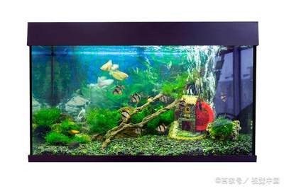 歷城區靚姐水族館（歷城區靚姐水族館地址）