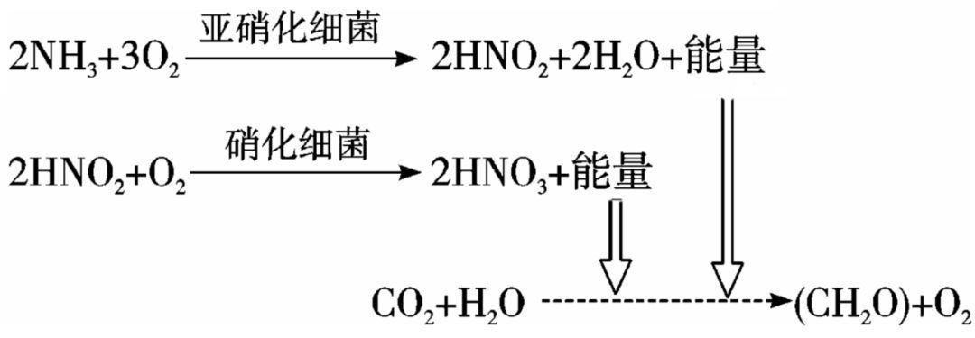 光合硝化細菌直接放魚缸里嗎可以嗎（光合硝化細菌的使用）