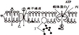 光合硝化細菌直接放魚缸里嗎可以嗎（光合硝化細菌的使用）