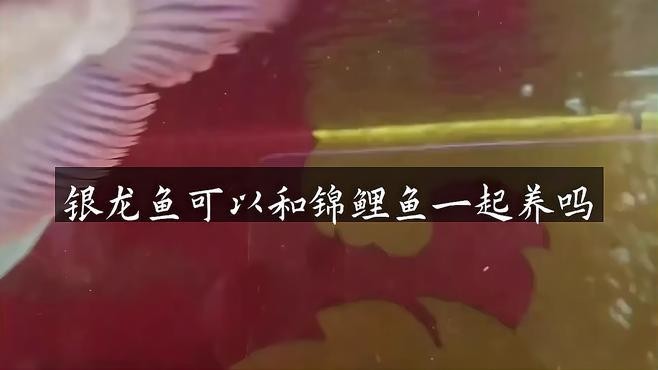 銀龍魚喂錦鯉飼料行嗎