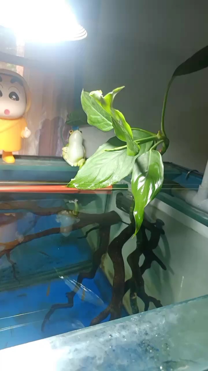 請教水草大神