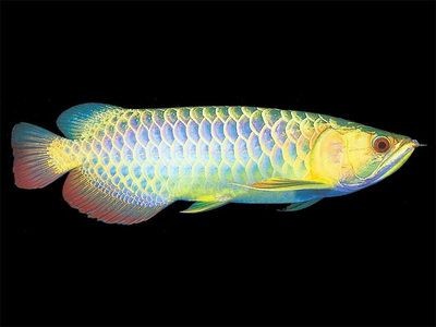 龍魚批發市場在哪里進貨的：龍魚批發市場進貨信息