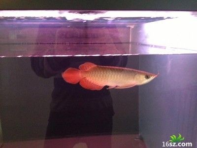 龍魚掉眼最簡單的恢復方法，龍魚掉眼最簡單有效的恢復方法：龍魚掉眼怎么辦
