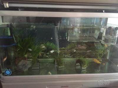 哪種魚(yú)缸不容易爆缸：不容易爆缸的魚(yú)缸類(lèi)型及其特點(diǎn)