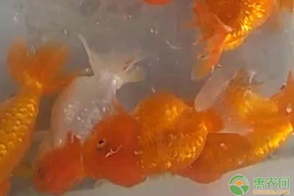 崇禮縣怪怪水族（崇禮縣怪怪水族館地址）