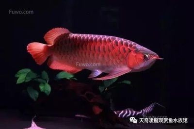 怎么和龍魚互動（與龍魚互動不僅可以增進你與寵物之間的情感聯(lián)系還能提高生活質量）