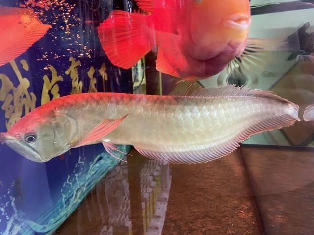 怎么和龍魚互動（與龍魚互動不僅可以增進你與寵物之間的情感聯(lián)系還能提高生活質量）