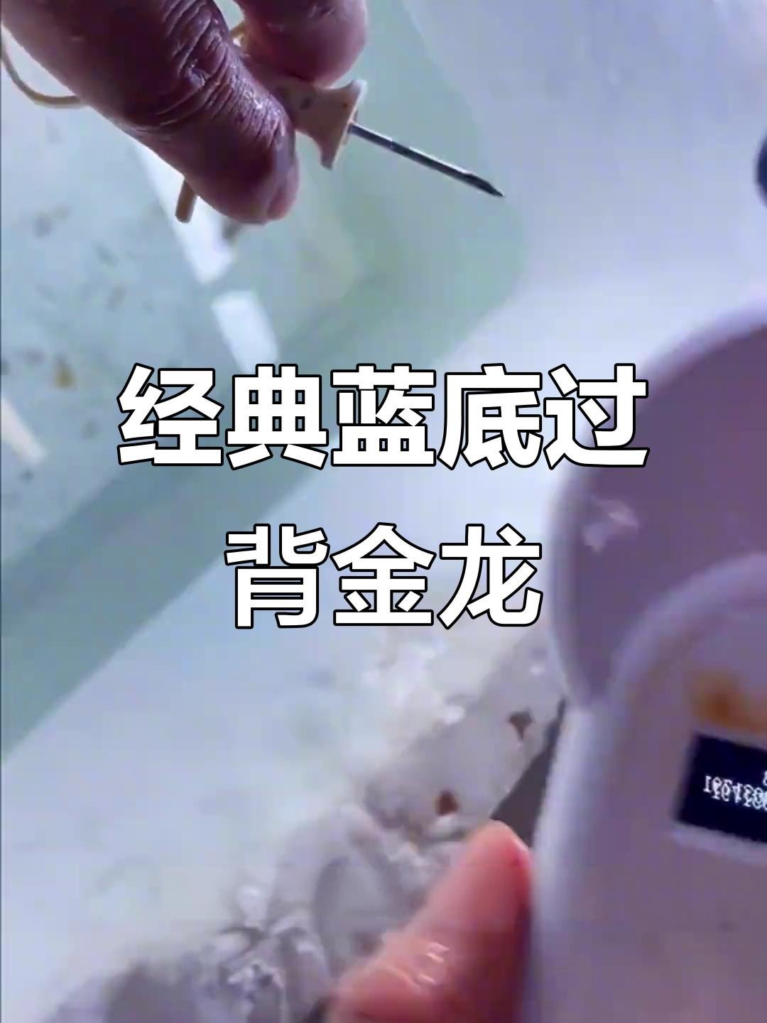 如何飼養藍底金頭過背金龍魚？