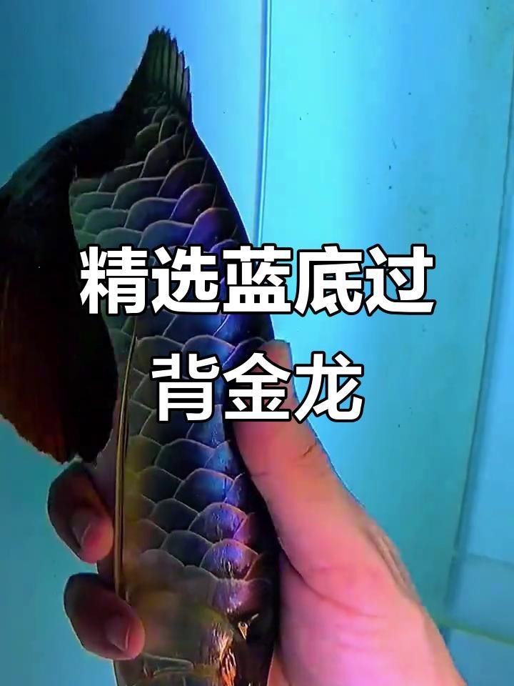 如何飼養藍底金頭過背金龍魚？