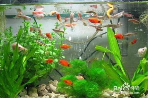 惠州市惠城區(qū)水之夢水族館（惠州水之夢娛樂會所） 惠州市惠城區(qū)水之夢水族館（惠州水之夢娛樂會所） 全國水族館企業(yè)名錄