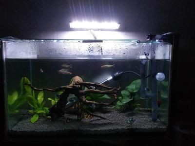 龍魚除了泥鰍，還可以吃什么？，適合龍魚的食物有哪些？