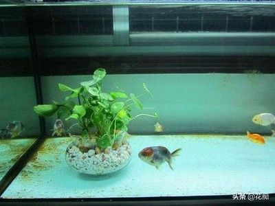 魚缸里的魚身體腐爛怎么辦：如何處理魚缸里的魚身體腐爛