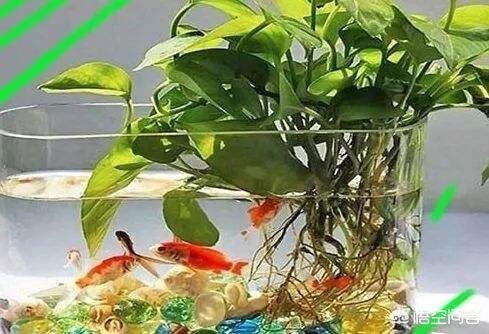 魚缸里的魚身體腐爛怎么辦：如何處理魚缸里的魚身體腐爛
