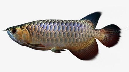 最大的龍魚能長多大：最大的龍魚體長約80厘米，適當的飼養條件下，龍魚體長遠超預期