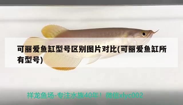 新余水族批發市場在哪里啊電話地址（新余魚具店）
