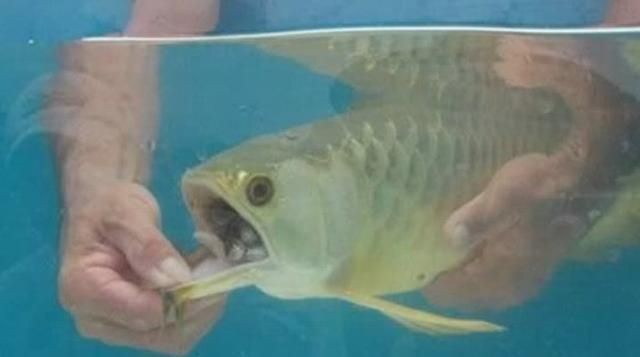 金龍魚幾天開口：如何讓金龍魚開口進食