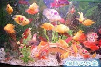 辦公室風水魚養幾條：辦公室養魚的數字秘密