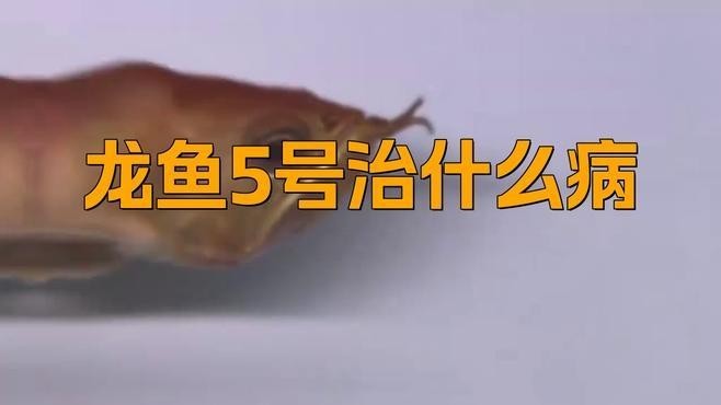 龍魚數量調整后如何避免水質波動？