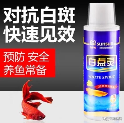 龍魚數量調整后如何避免水質波動？