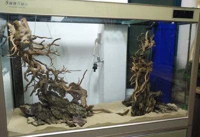什么木放魚缸里不黃水：幾種適合放在魚缸中的木頭