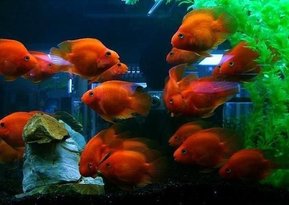 美之海魚缸安裝：美之海魚缸安裝視頻