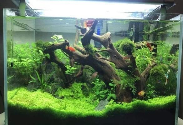 美之海魚缸安裝：美之海魚缸安裝視頻