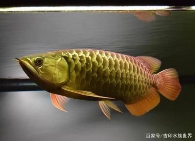 龍魚傷口感染后如何治療，如何預防龍魚傷口感染？