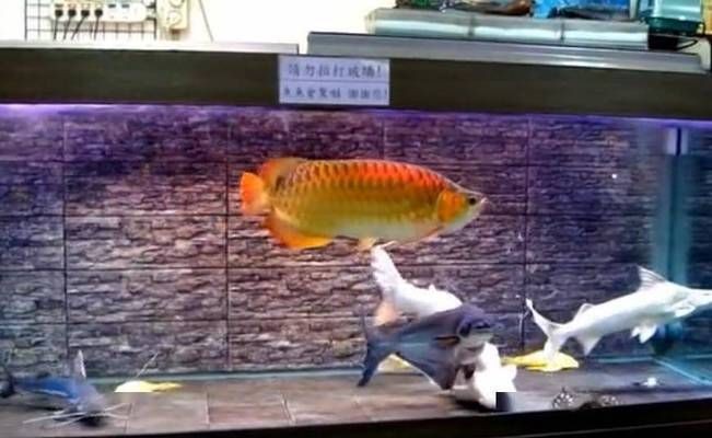 龍魚害怕人靠近自己嗎：如何判斷龍魚害怕人的常見表現