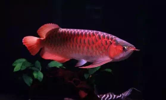 龍魚害怕人靠近自己嗎：如何判斷龍魚害怕人的常見表現