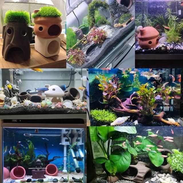 異型魚魚缸造景：異型魚缸造景案例分享異型魚魚缸造景設計原則和實施方法