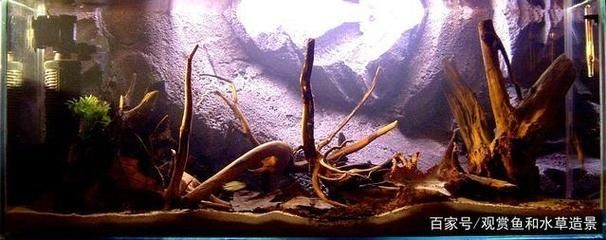 異型魚魚缸造景：異型魚缸造景案例分享異型魚魚缸造景設計原則和實施方法