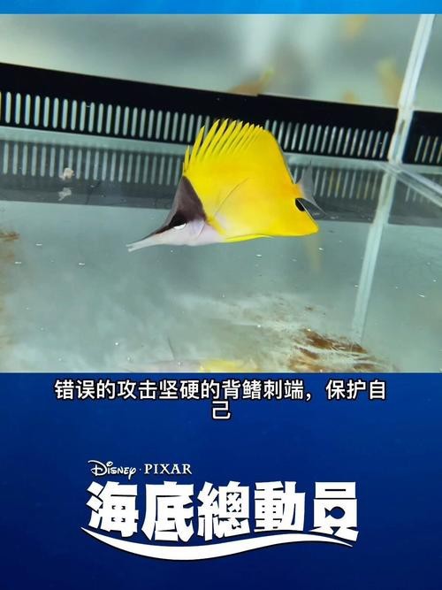 恐龍魚圖片動畫片大全