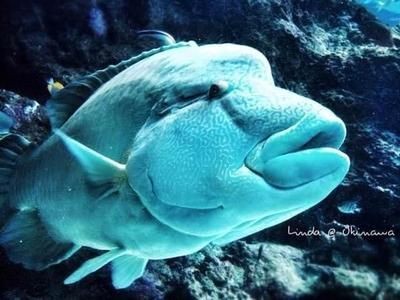 美之海魚缸怎么樣：美之海魚缸用戶評價匯總
