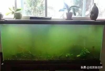 如何清除魚缸壁上的綠苔（如何清除魚缸壁上的綠苔,清除魚缸壁上的綠苔是一項常見且必要的維護工作） 如何清除魚缸壁上的綠苔（如何清除魚缸壁上的綠苔,清除魚缸壁上的綠苔是一項常見且必要的維護工作） 魚缸百科 第5張