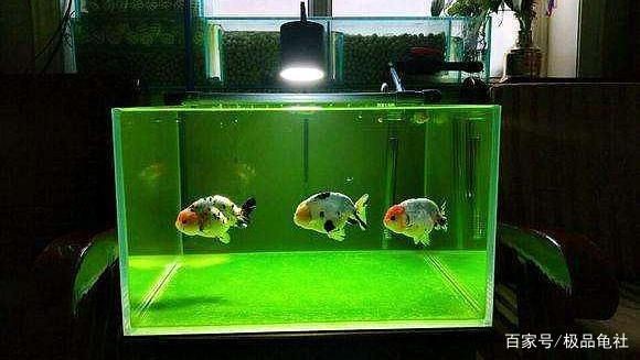 如何清除魚缸壁上的綠苔（如何清除魚缸壁上的綠苔,清除魚缸壁上的綠苔是一項常見且必要的維護工作） 如何清除魚缸壁上的綠苔（如何清除魚缸壁上的綠苔,清除魚缸壁上的綠苔是一項常見且必要的維護工作） 魚缸百科 第3張