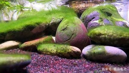 如何清除魚缸壁上的綠苔（如何清除魚缸壁上的綠苔,清除魚缸壁上的綠苔是一項常見且必要的維護工作） 如何清除魚缸壁上的綠苔（如何清除魚缸壁上的綠苔,清除魚缸壁上的綠苔是一項常見且必要的維護工作） 魚缸百科 第4張