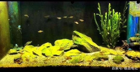 如何清除魚缸壁上的綠苔（如何清除魚缸壁上的綠苔,清除魚缸壁上的綠苔是一項常見且必要的維護工作） 如何清除魚缸壁上的綠苔（如何清除魚缸壁上的綠苔,清除魚缸壁上的綠苔是一項常見且必要的維護工作） 魚缸百科 第2張