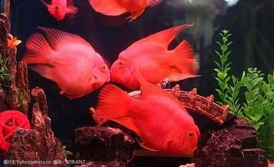 紅色的魚缸（紅色魚缸在風(fēng)水學(xué)中有著怎樣的作用？）