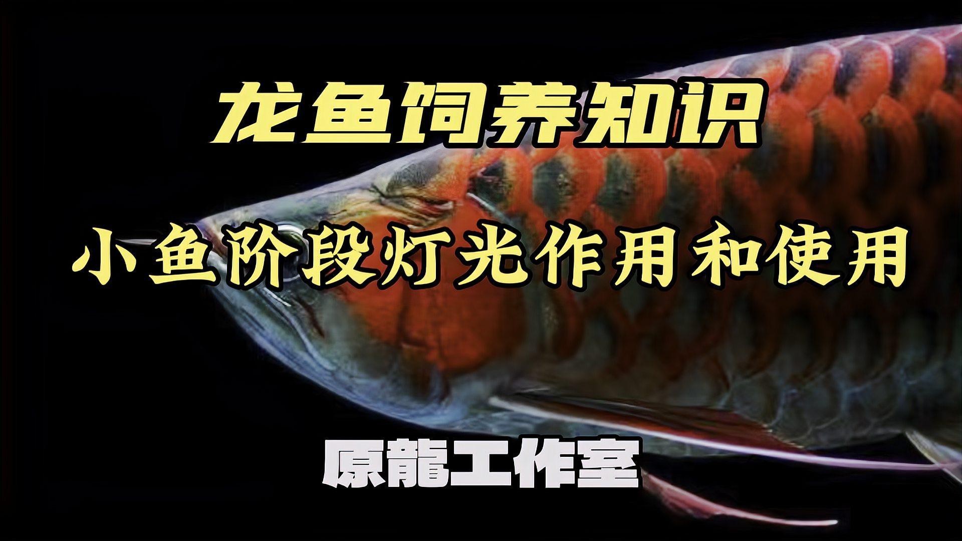 紅龍魚幼魚階段需要開紅燈嗎？