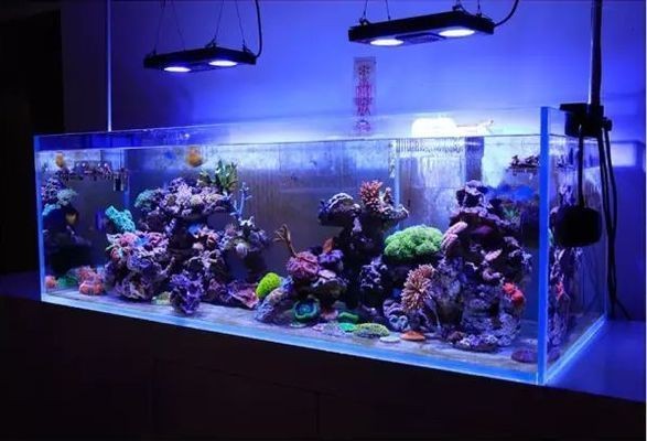 海缸用什么魚缸好呢（如何打造海底世界的迷你版）