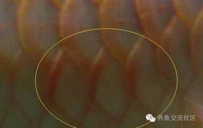 紅龍魚增色飼料有哪些品牌和紅龍魚增色飼料有哪些品牌的介紹，紅龍魚增色飼料有哪些品牌