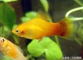 魚缸過濾系統大揭秘魚缸過濾系統大揭秘魚缸過濾系統大揭秘：養魚與生態平衡