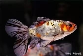 魚缸過濾系統大揭秘魚缸過濾系統大揭秘魚缸過濾系統大揭秘：養魚與生態平衡