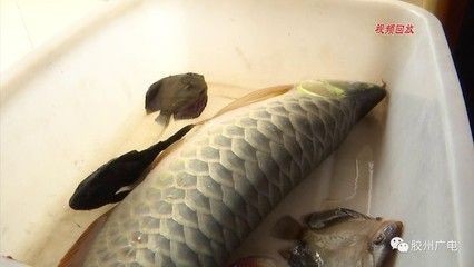 龍魚立鱗病有哪些治療方法？如何判斷龍魚立鱗病是否好轉？，龍魚立鱗病有哪些治療方法判斷龍魚立鱗病是否好轉