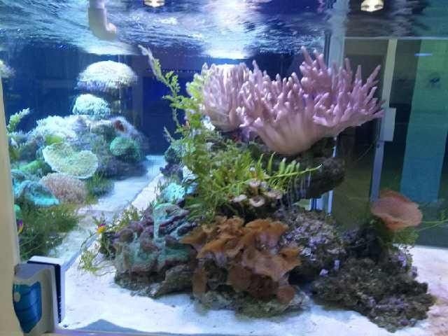 觀景魚缸換水的步驟和注意事項：觀景魚缸換水步驟及注意事項