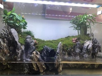 觀景魚缸換水的步驟和注意事項：觀景魚缸換水步驟及注意事項