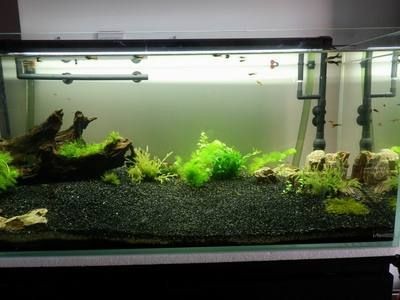 黑金沙鋪魚缸（黑金沙的種類與用途）