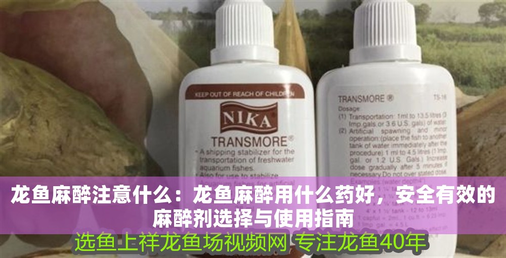 龍魚麻醉注意什么：龍魚麻醉用什么藥好，安全有效的麻醉劑選擇與使用指南