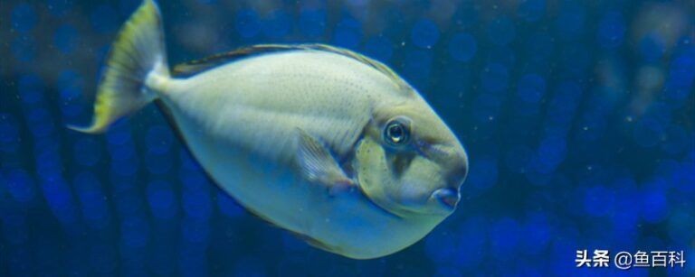 魚缸魚在下面不動怎么辦，如何判斷魚缸水質是否合格魚缸水溫調節的最佳方法 魚缸魚在下面不動怎么辦，如何判斷魚缸水質是否合格魚缸水溫調節的最佳方法 龍魚百科 第1張