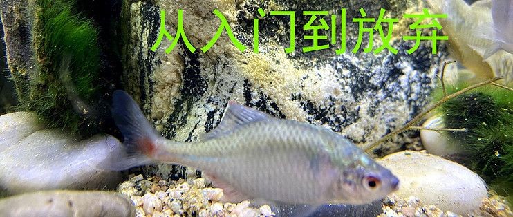 魚缸ink：關(guān)于魚缸ink的詳情介紹